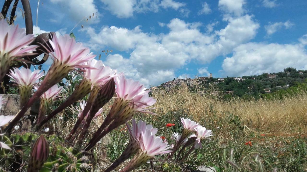La Ferme Constantin Βίλα Fayence Εξωτερικό φωτογραφία